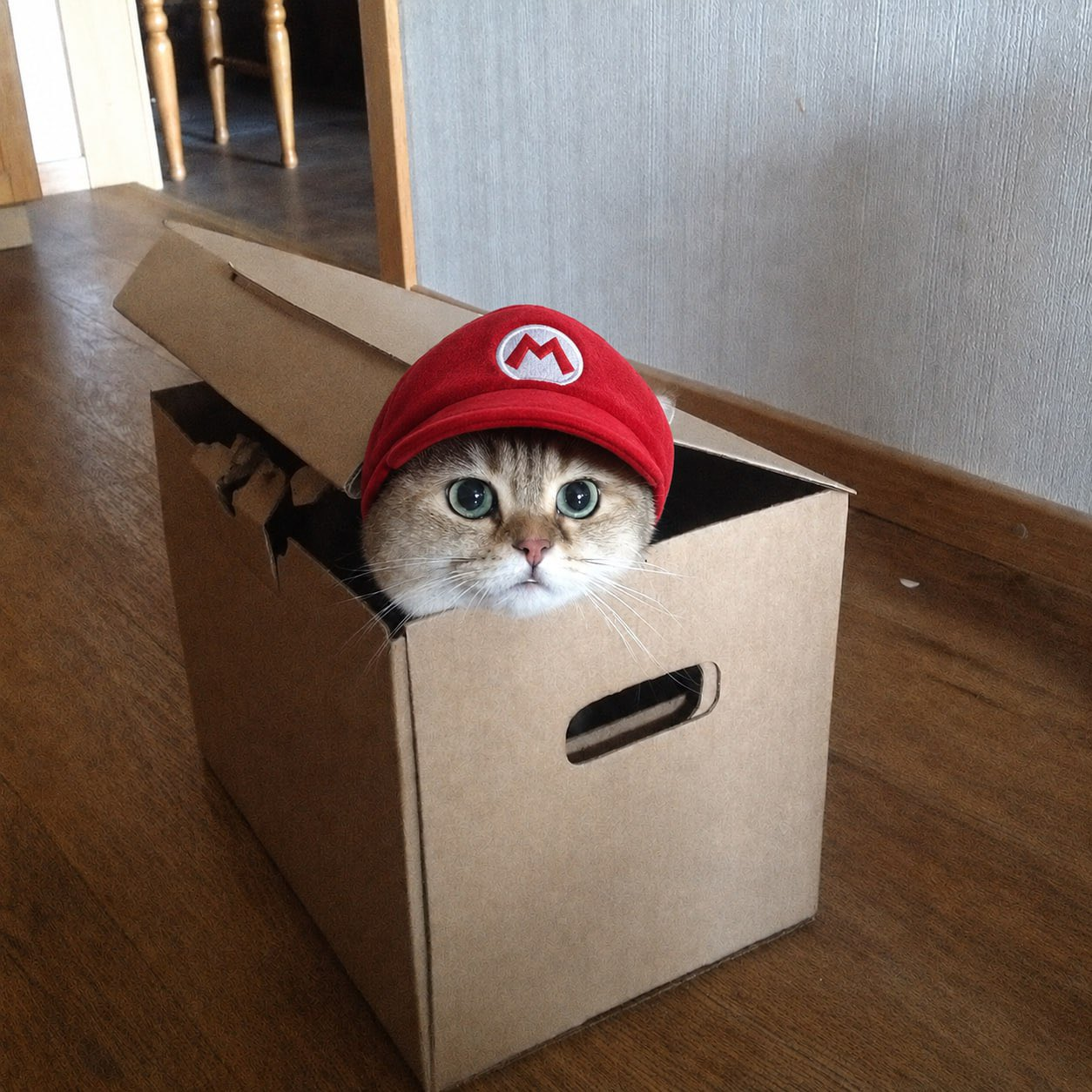 Boxedcat meme